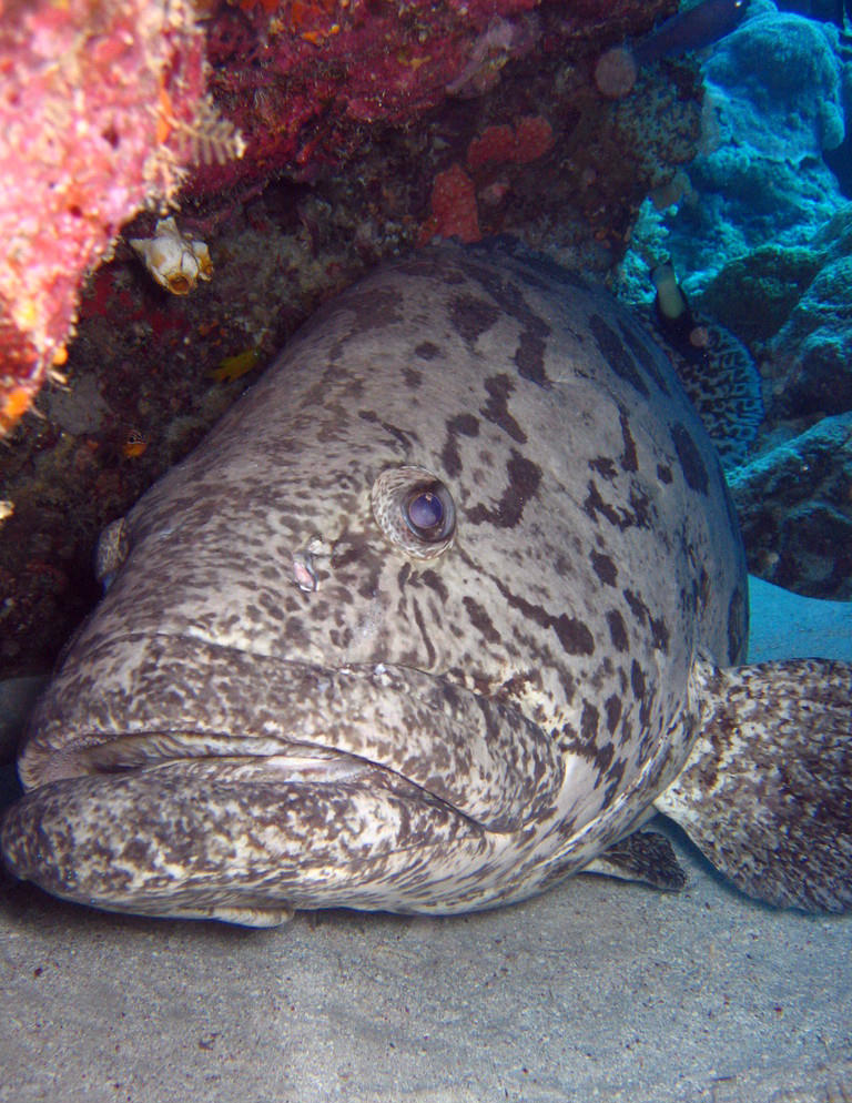 Epinephelus tukula (Cernia patata)